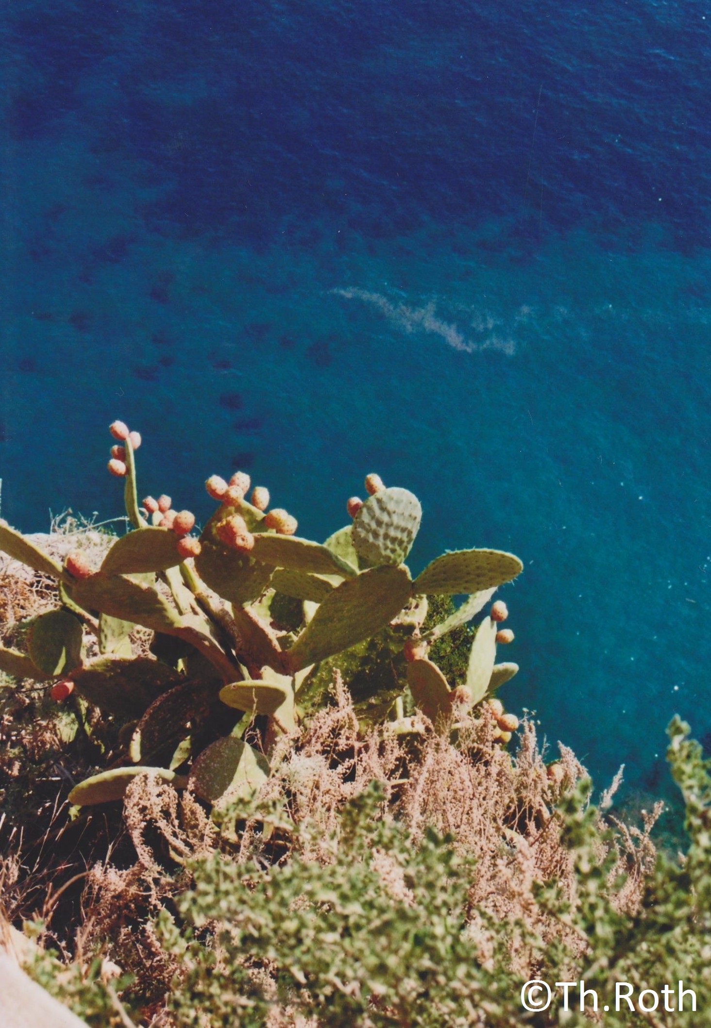 capri-66